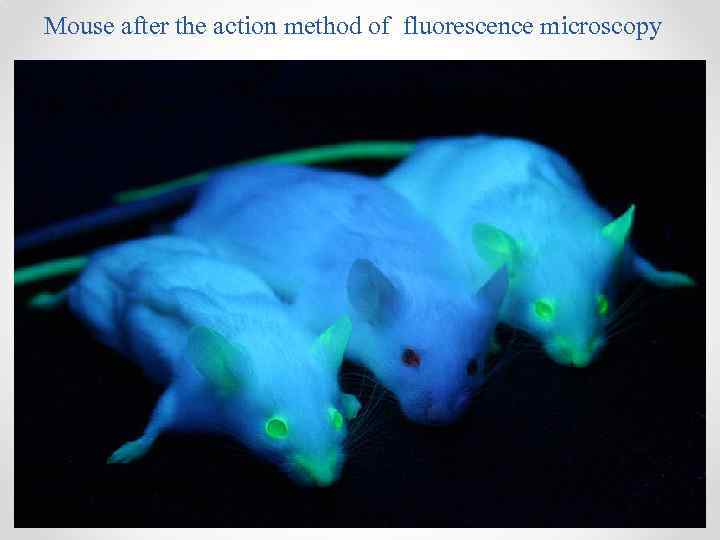 Mouse after the action method of fluorescence microscopy 