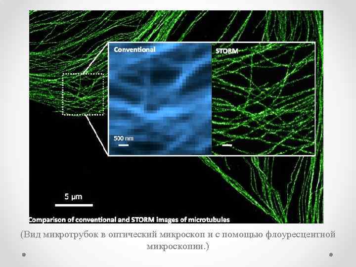 (Вид микротрубок в оптический микроскоп и с помощью флоурeсцентной микроскопии. ) 