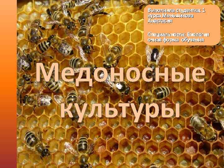 Выполнила студентка: 1 курса Меньшикова Анастасия Специальности: Биология очная форма обучения Медоносные культуры 