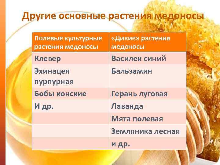 Другие основные растения медоносы Полевые культурные растения медоносы «Дикие» растения медоносы Клевер Эхинацея пурпурная