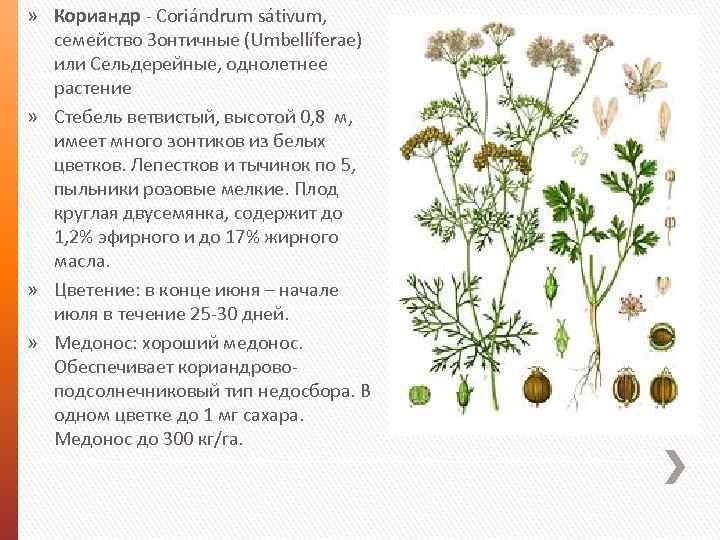 Растение кориандр фото и описание