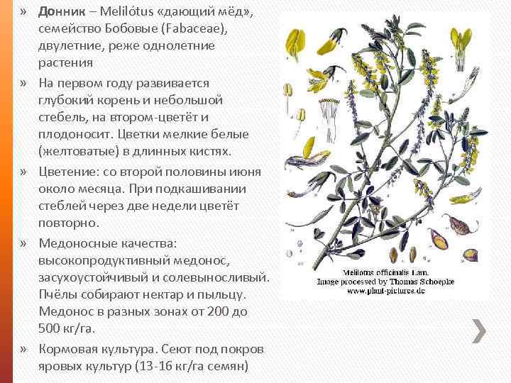 » Донник – Melilótus «дающий мёд» , семейство Бобовые (Fabaceae), двулетние, реже однолетние растения