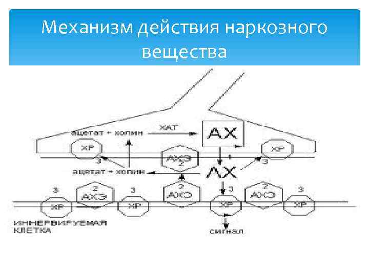 Механизм действия наркозного вещества 