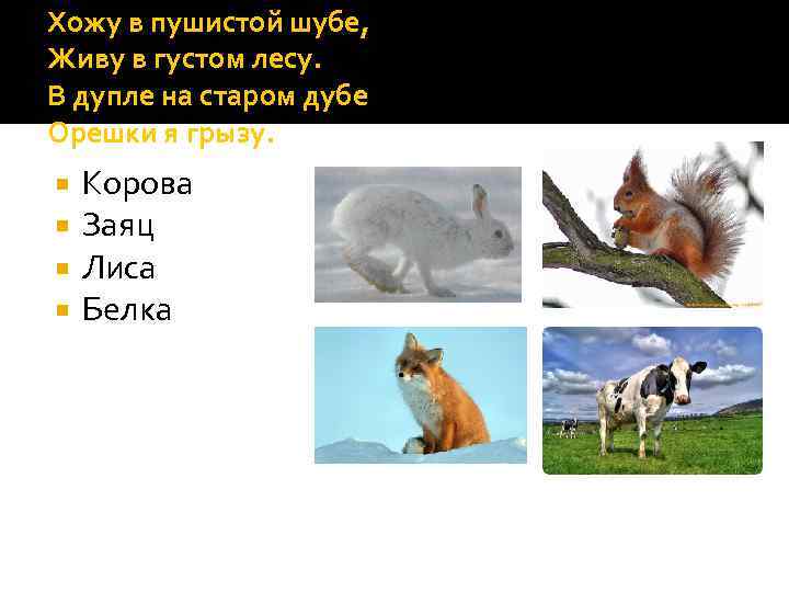 Хожу в пушистой шубе, Живу в густом лесу. В дупле на старом дубе Орешки