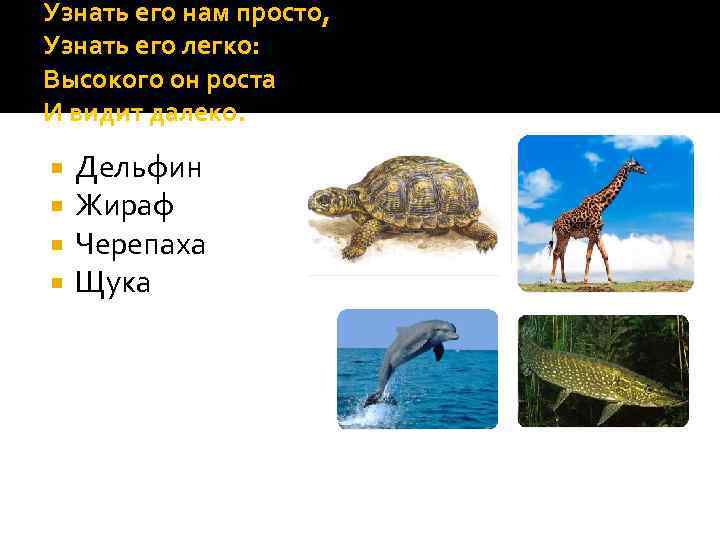 Узнать его нам просто, Узнать его легко: Высокого он роста И видит далеко. Дельфин