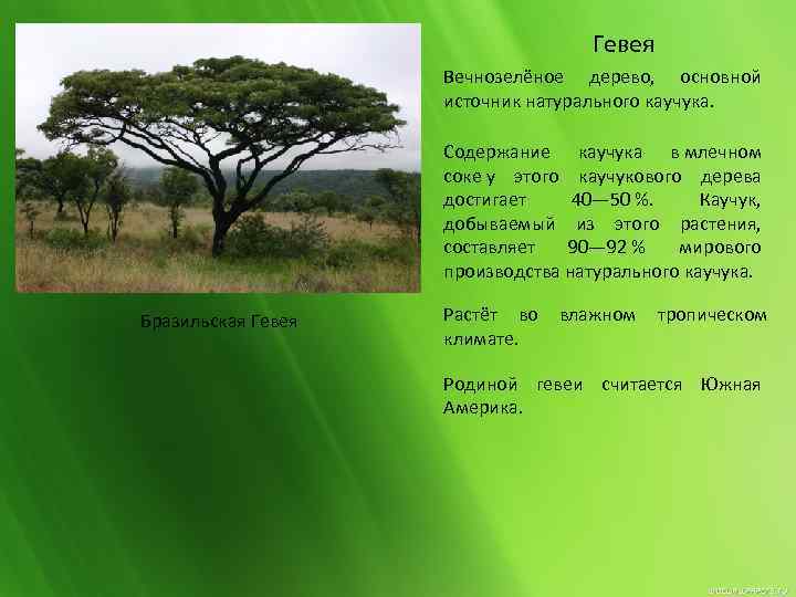 Гевея дерево фото и описание