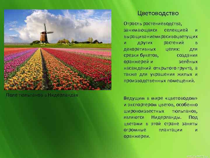 Дайте характеристику отрасли растениеводства по плану