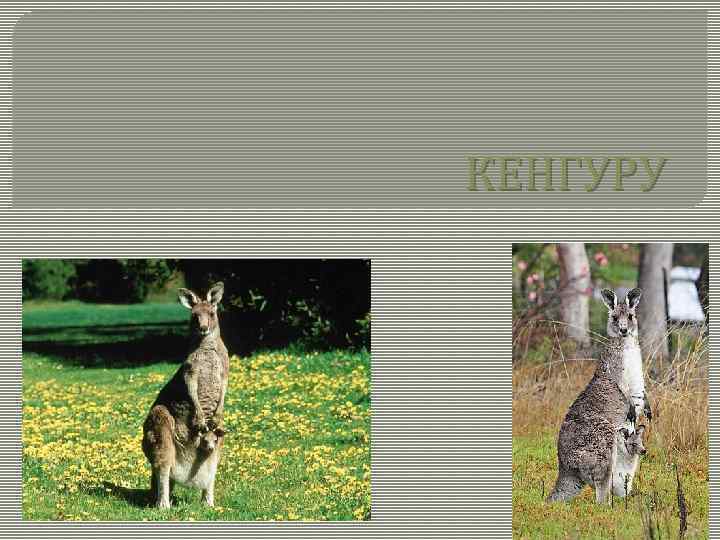 Кенгуру какой род. Род кенгуру в русском. К какому роду относится кенгуру. Кенгуру средний род.