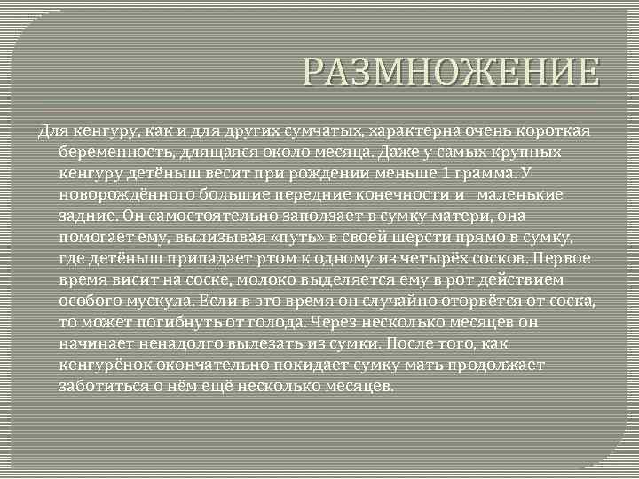 РАЗМНОЖЕНИЕ Для кенгуру, как и для других сумчатых, характерна очень короткая беременность, длящаяся около