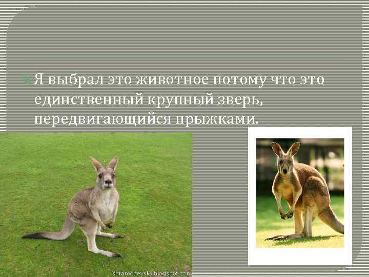  Я выбрал это животное потому что это единственный крупный зверь, передвигающийся прыжками. 