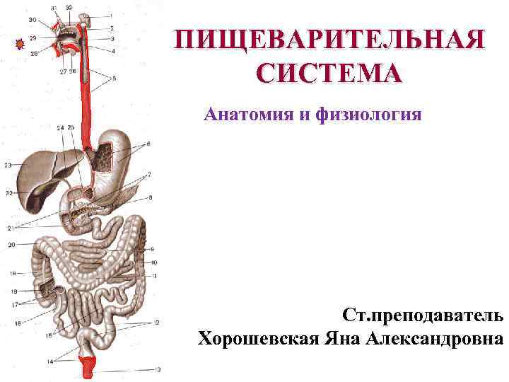 Пищеварительная система человека презентация анатомия человека