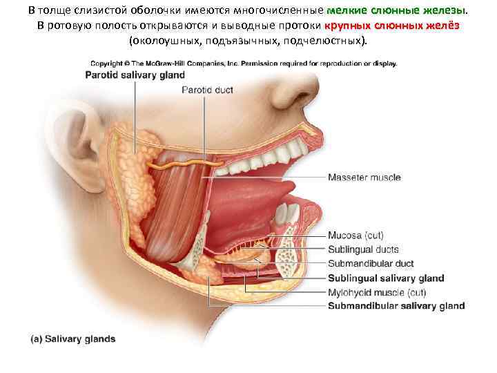 В толще слизистой оболочки имеются многочисленные мелкие слюнные железы В ротовую полость открываются и