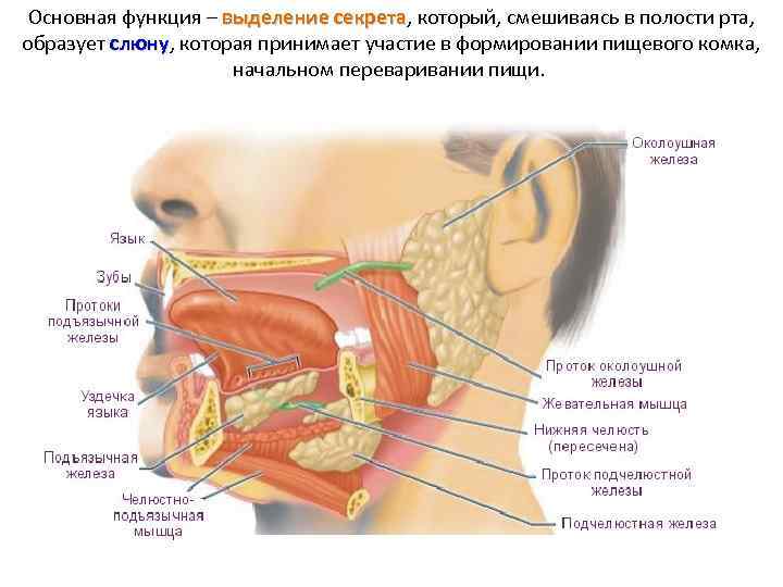 Основная функция – выделение секрета, который, смешиваясь в полости рта, выделение секрета образует слюну,