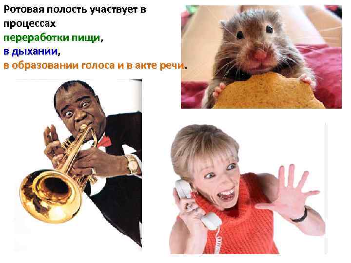 Ротовая полость участвует в процессах переработки пищи, в дыхании, в образовании голоса и в