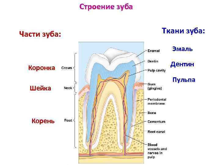 Строение зуба человека рисунок с подписями