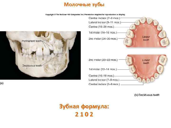 Молочные зубы Зубная формула: 2 1 0 2 