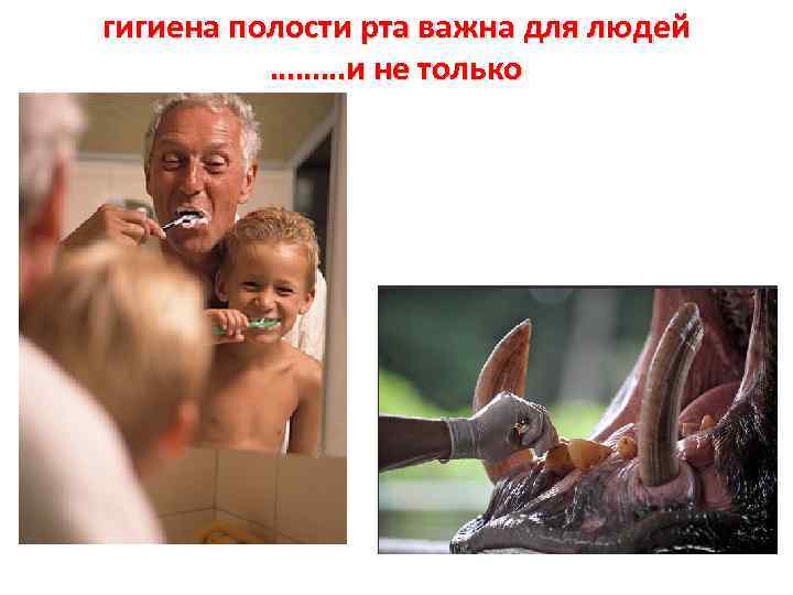 гигиена полости рта важна для людей ………и не только 