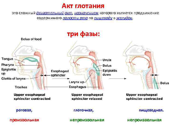 Акт глотания это сложный двигательный акт, назначением которого является продвижение содержимого полости рта по