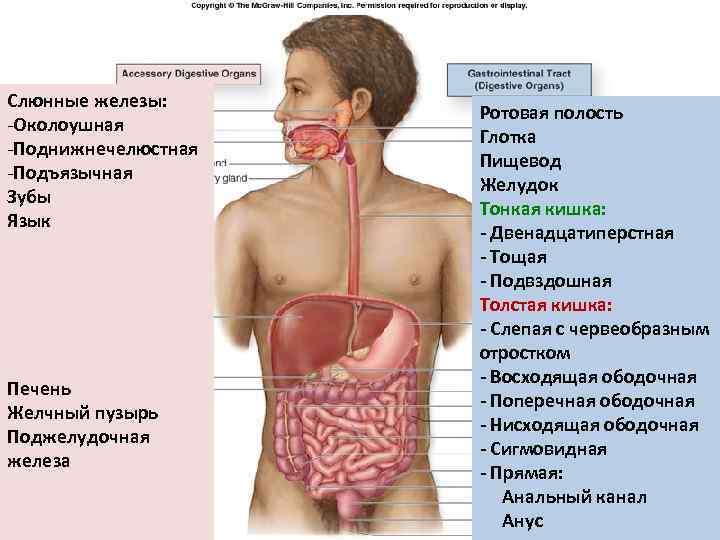Слюнные железы: -Околоушная -Поднижнечелюстная -Подъязычная Зубы Язык Печень Желчный пузырь Поджелудочная железа Ротовая полость