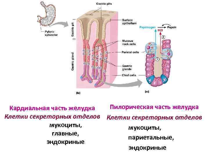 Париетальные клетки желудка. Функции париетальных клеток желудка. Париетальные клетки желудка секретируют пепсиноген. Строение париетальной клетки желудка. Признаками париетальных клеток желез желудка являются.