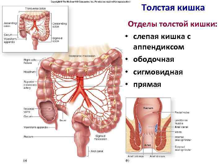 Толстая кишка Отделы толстой кишки: • слепая кишка с аппендиксом • ободочная • сигмовидная