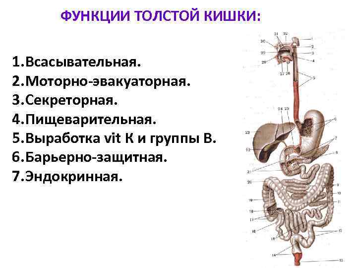 Кишки человеческие рисунок анатомия и физиология