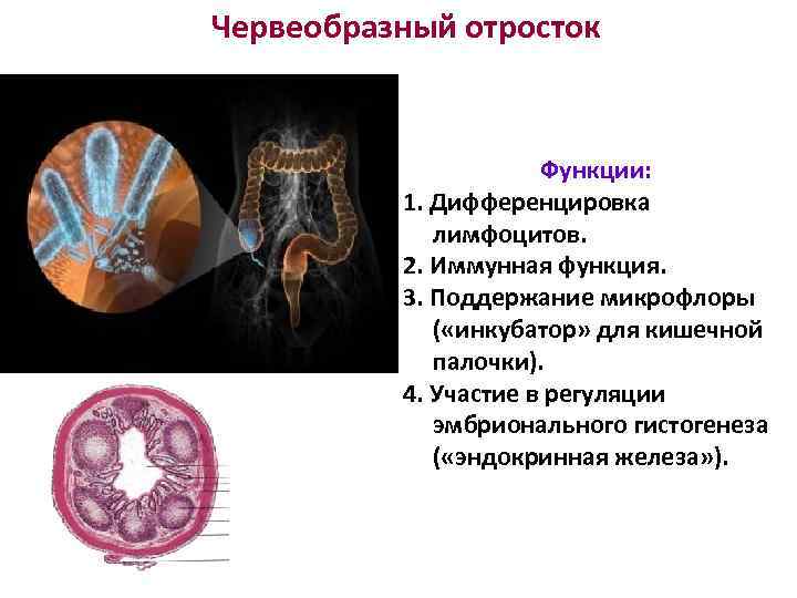 Червеобразный отросток Функции: 1. Дифференцировка лимфоцитов. 2. Иммунная функция. 3. Поддержание микрофлоры ( «инкубатор»
