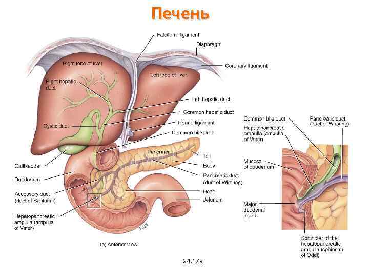 Печень 