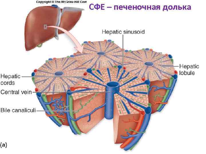 СФЕ – печеночная долька 