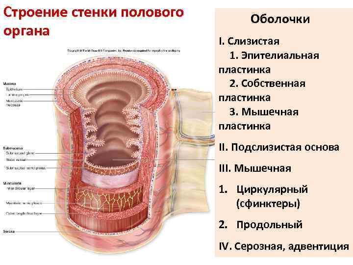 Анатомия и физиология женских половых органов презентация