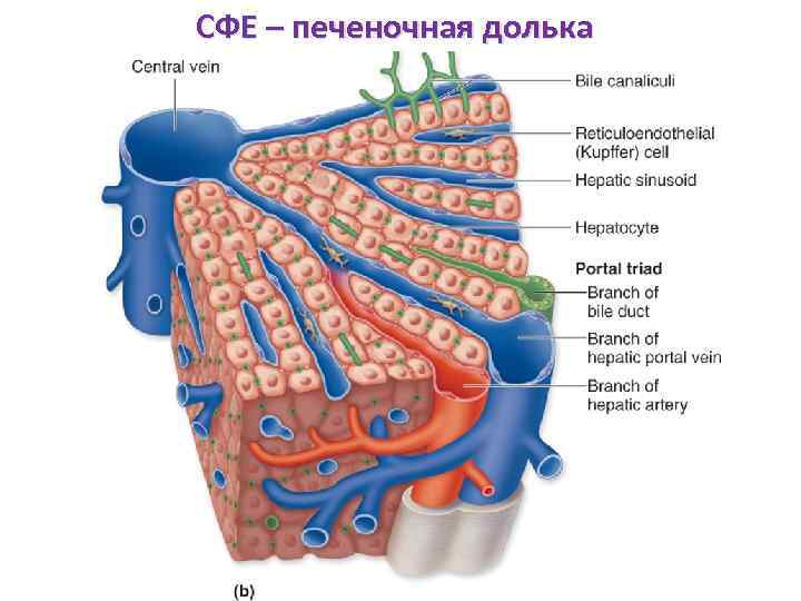 Схема печеночной дольки