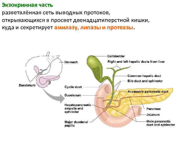 Экзокринная часть разветвлённая сеть выводных протоков, открывающихся в просвет двенадцатиперстной кишки, куда и секретирует