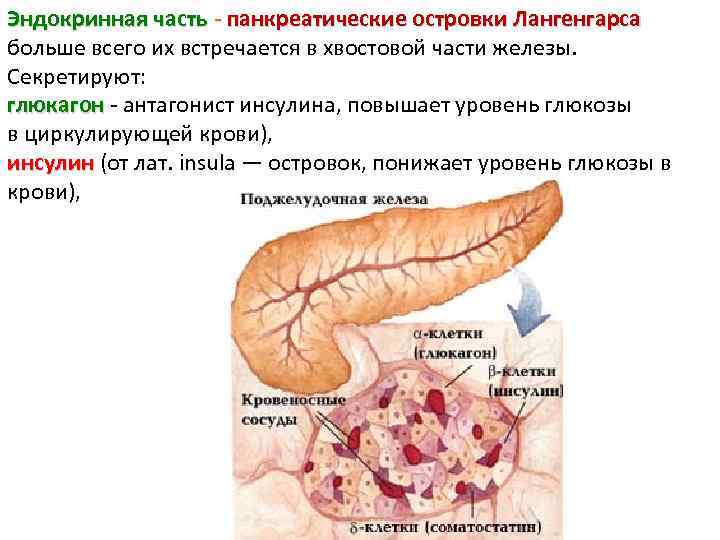 Эндокринная часть - панкреатические островки Лангенгарса больше всего их встречается в хвостовой части железы.