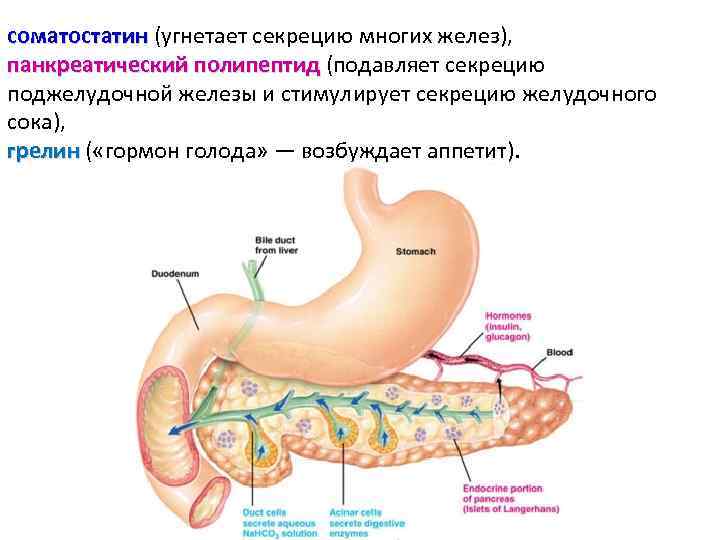 соматостатин (угнетает секрецию многих желез), соматостатин панкреатический полипептид (подавляет секрецию панкреатический полипептид поджелудочной железы