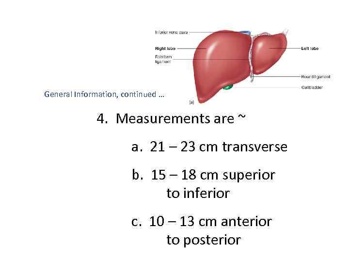 General Information, continued … 4. Measurements are ~ a. 21 – 23 cm transverse