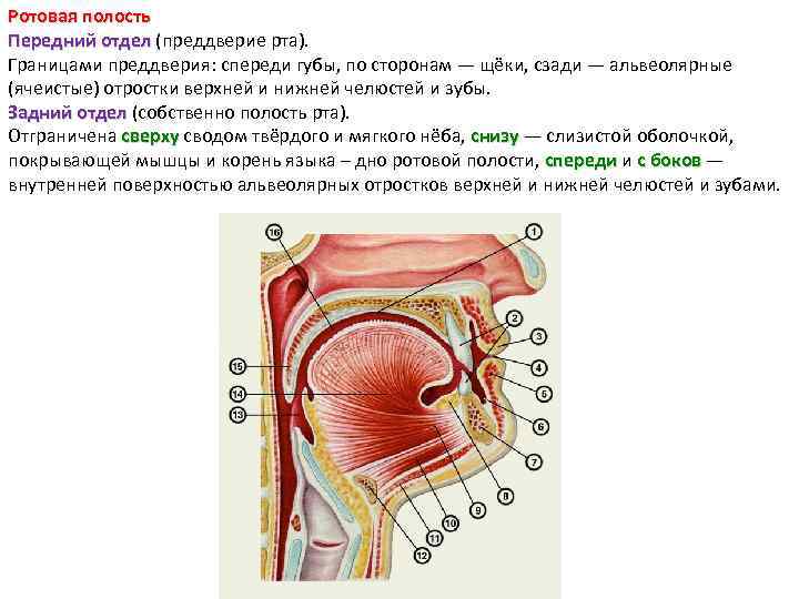 Ротовая полость Передний отдел (преддверие рта). Передний отдел Границами преддверия: спереди губы, по сторонам