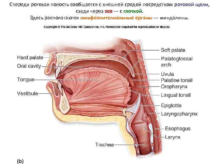 Спереди ротовая полость сообщается с внешней средой посредством ротовой щели, ротовой щели сзади через