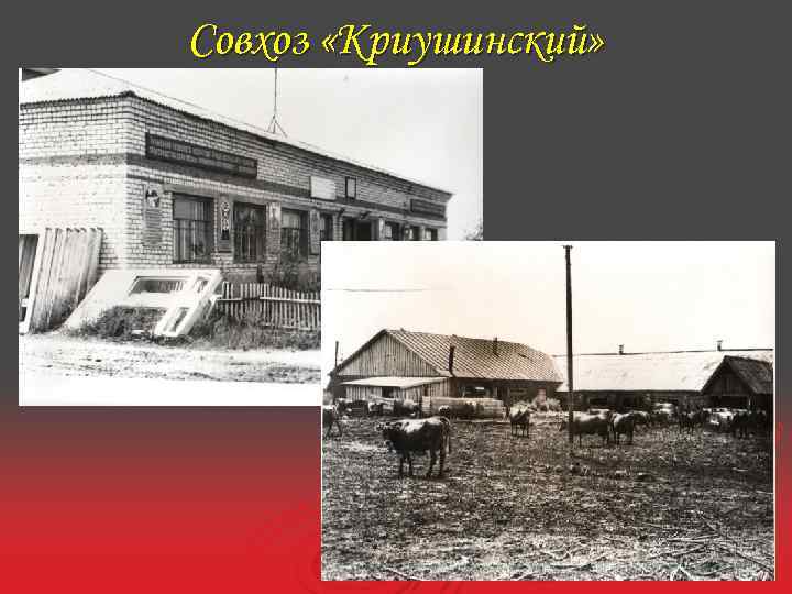 Совхоз «Криушинский» 