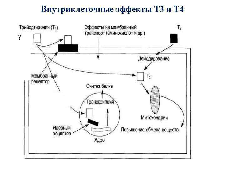 Внутриклеточные эффекты Т 3 и Т 4 