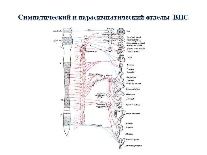 Симпатический и парасимпатический отделы ВНС 