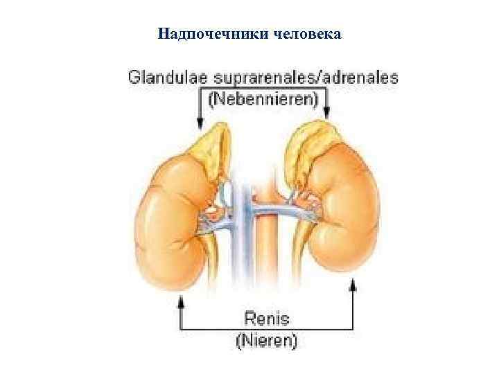 Надпочечники человека 