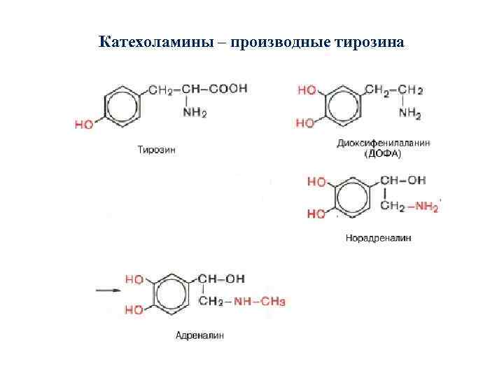 Катехоламины – производные тирозина 