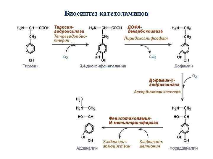 Биосинтез катехоламинов 