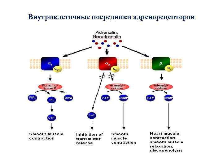 Гормоны щитовидной железы органы мишени