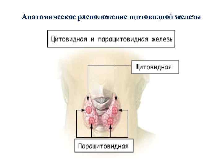 Гормоны щитовидной железы презентация по биохимии