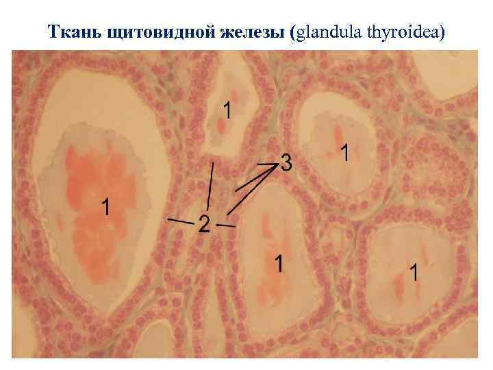 Ткань щитовидной железы (glandula thyroidea) 