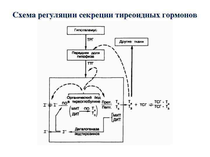 Схема регуляции секреции тиреоидных гормонов 