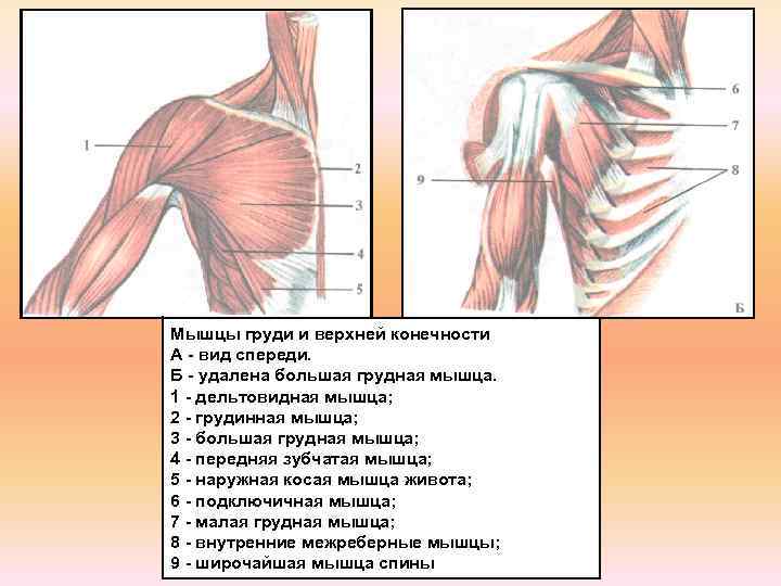 Мышцы груди схема