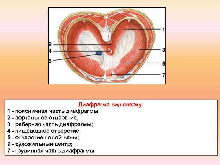 Диафрагма рисунок анатомия