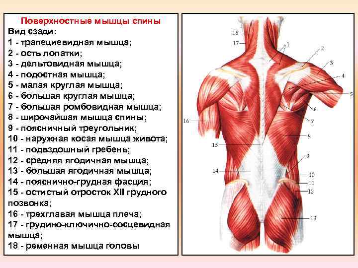 Поясница какие мышцы. Мышцы человека со спины и спереди.